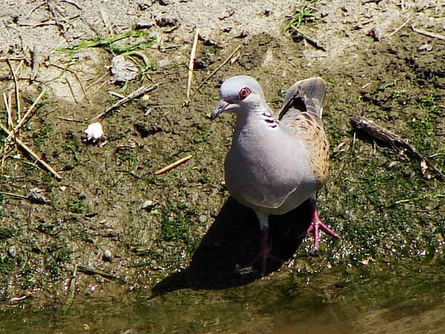 tortora selvatica